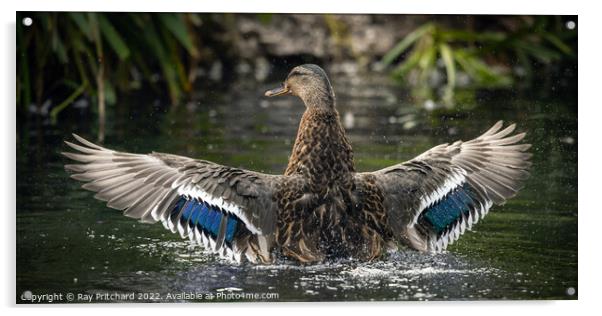 Mallard with Wings Spread Acrylic by Ray Pritchard
