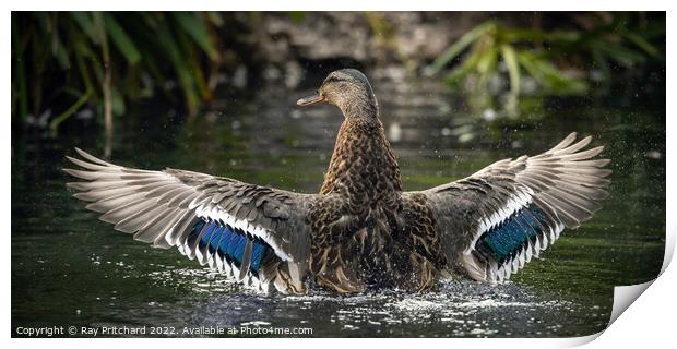 Mallard with Wings Spread Print by Ray Pritchard