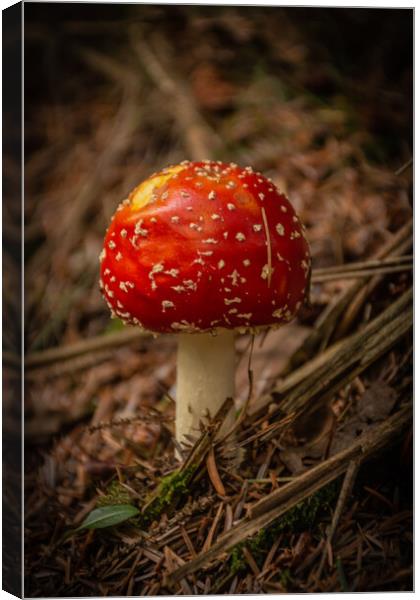 Amanita muscaria Canvas Print by Kevin Winter