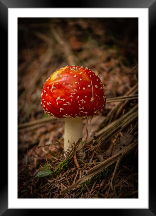 Amanita muscaria Framed Mounted Print by Kevin Winter