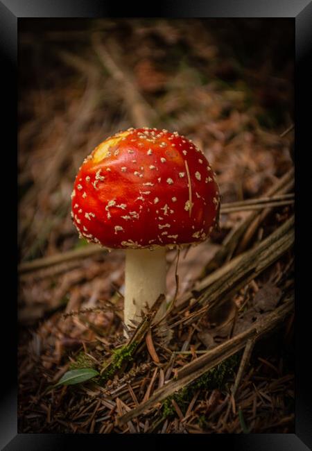Amanita muscaria Framed Print by Kevin Winter