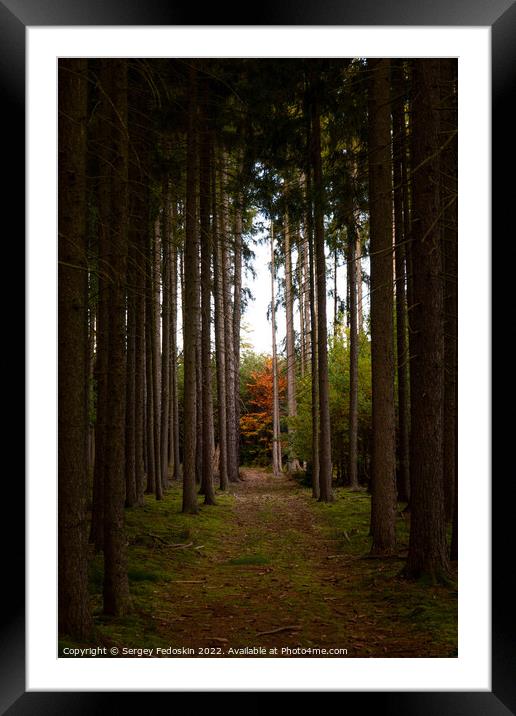 Path in autumn forest. Fall in Europe. Framed Mounted Print by Sergey Fedoskin