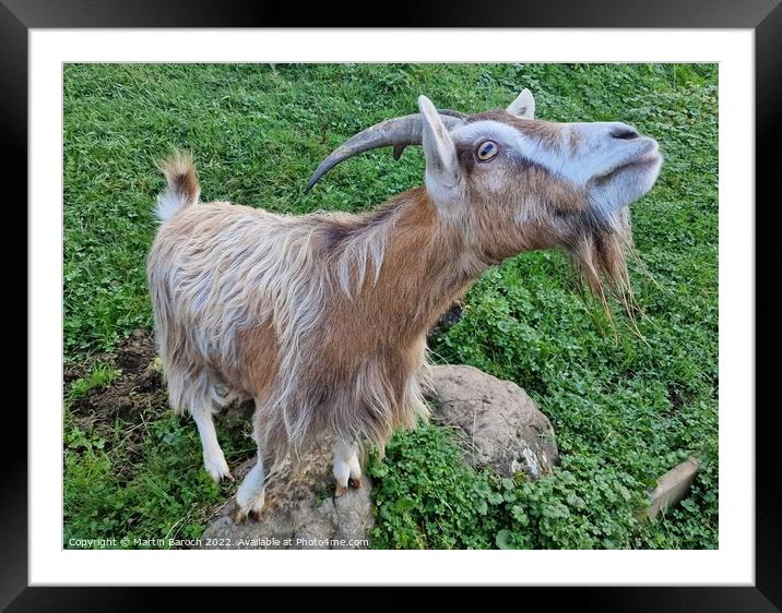 Goat close up Framed Mounted Print by Martin Baroch