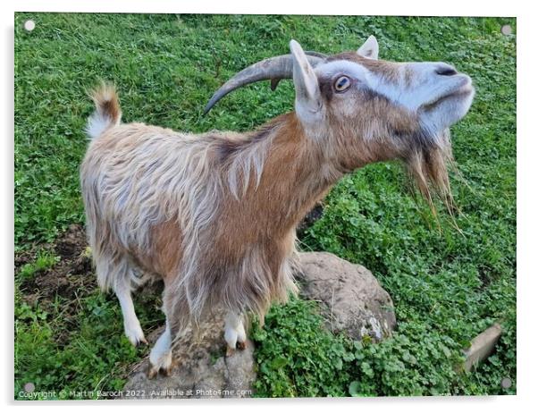 Goat close up Acrylic by Martin Baroch