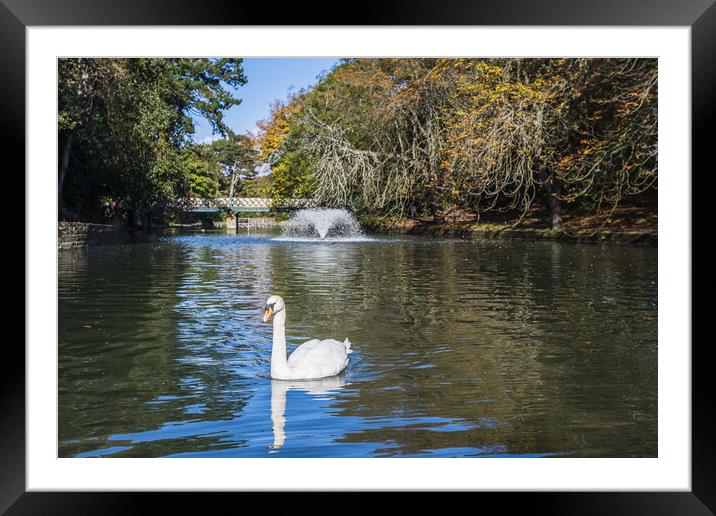 Mute swan on a lake Framed Mounted Print by Jason Wells