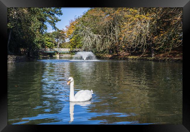 Mute swan on a lake Framed Print by Jason Wells