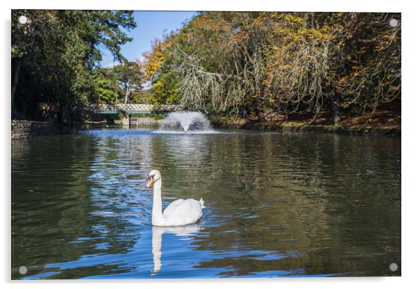 Mute swan on a lake Acrylic by Jason Wells