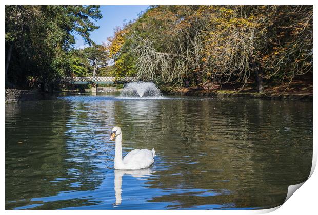 Mute swan on a lake Print by Jason Wells