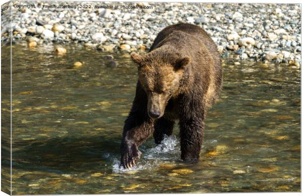 Wild Grizzly Trying To Catch Salmon At The Toba In Canvas Print by rawshutterbug 