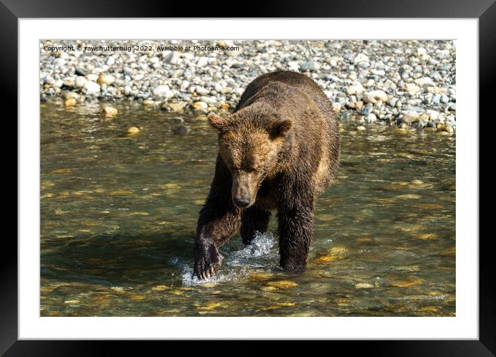 Wild Grizzly Trying To Catch Salmon At The Toba In Framed Mounted Print by rawshutterbug 