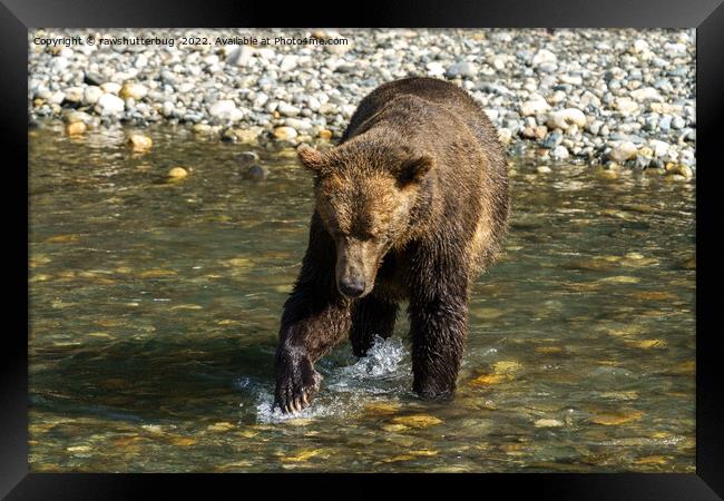 Wild Grizzly Trying To Catch Salmon At The Toba In Framed Print by rawshutterbug 
