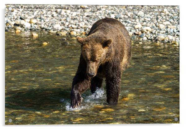 Wild Grizzly Trying To Catch Salmon At The Toba In Acrylic by rawshutterbug 