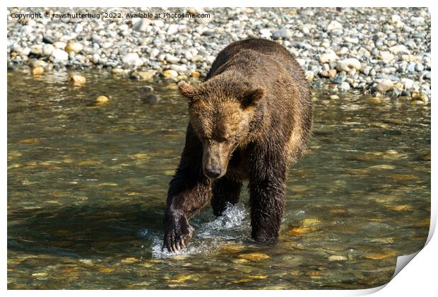 Wild Grizzly Trying To Catch Salmon At The Toba In Print by rawshutterbug 