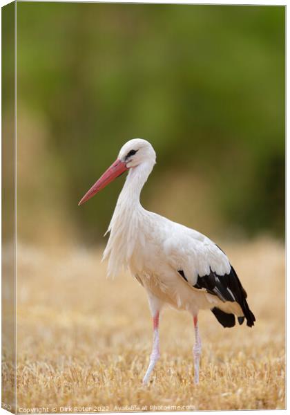 White Stork (Ciconia ciconia) Canvas Print by Dirk Rüter