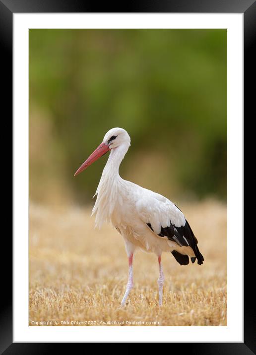 White Stork (Ciconia ciconia) Framed Mounted Print by Dirk Rüter