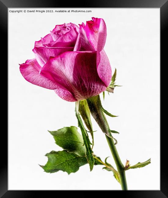 Rose Framed Print by David Pringle