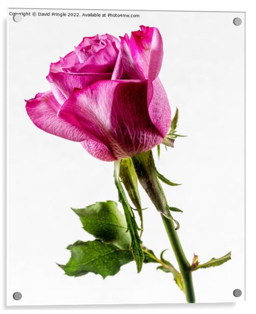 Rose Acrylic by David Pringle