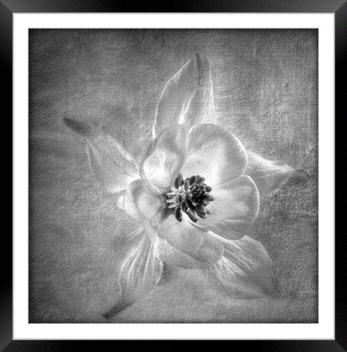 floral beauty Framed Mounted Print by sue davies