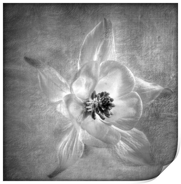 floral beauty Print by sue davies