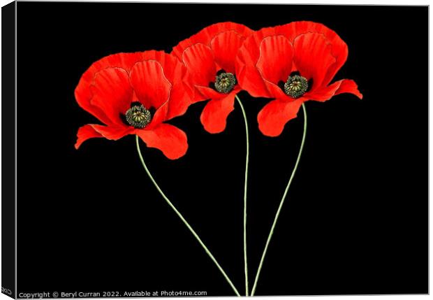 Fiery Trio Red Poppies  Canvas Print by Beryl Curran