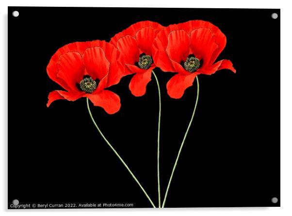 Fiery Trio Red Poppies  Acrylic by Beryl Curran