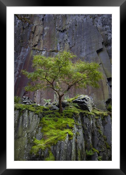 Dinorwig Lone Tree Framed Mounted Print by Liam Neon
