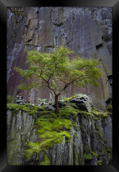 Dinorwig Lone Tree Framed Print by Liam Neon