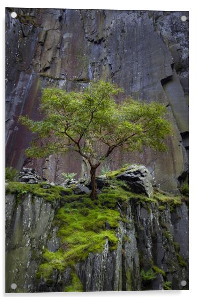 Dinorwig Lone Tree Acrylic by Liam Neon