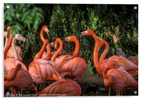 Pretty Flamingos Acrylic by Phil Longfoot