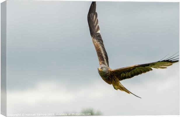 Red Kite  Canvas Print by Hannah Temple