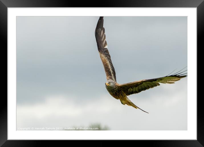 Red Kite  Framed Mounted Print by Hannah Temple