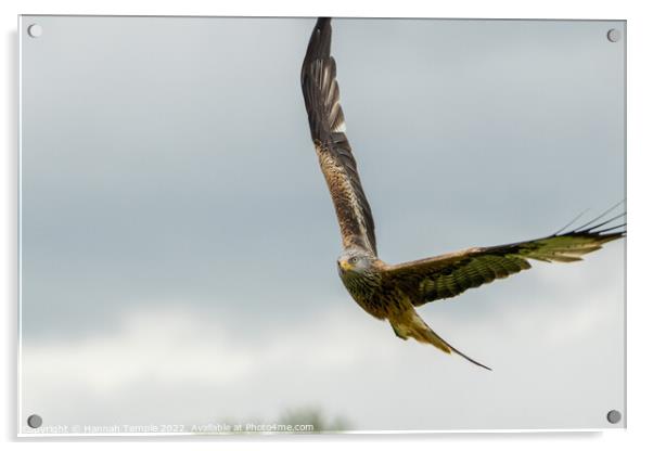 Red Kite  Acrylic by Hannah Temple