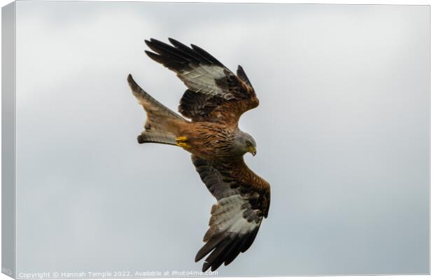 Red Kite swooping  Canvas Print by Hannah Temple