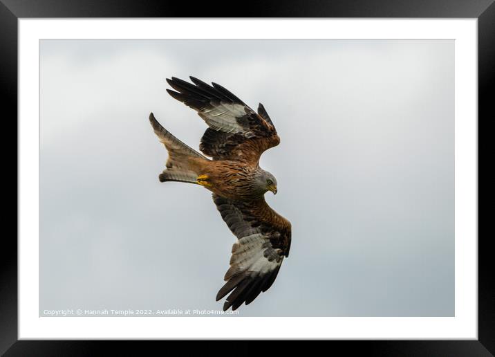 Red Kite swooping  Framed Mounted Print by Hannah Temple