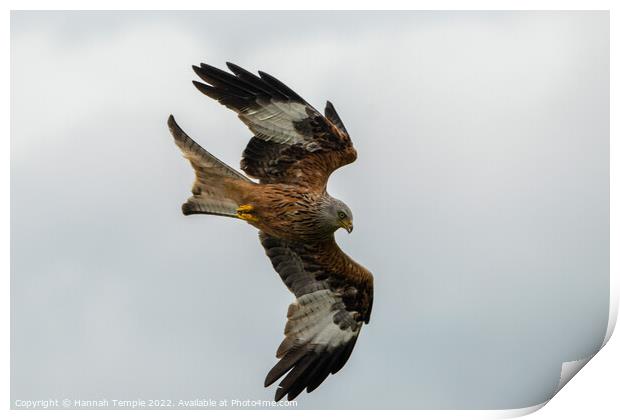 Red Kite swooping  Print by Hannah Temple
