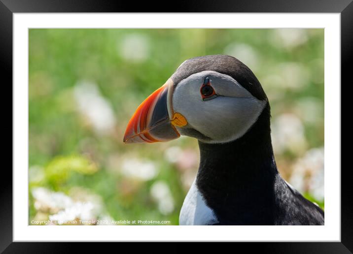 Atlantic Puffin  Framed Mounted Print by Hannah Temple