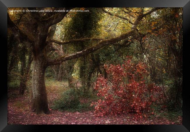 Autumn Colours Framed Print by Christine Lake
