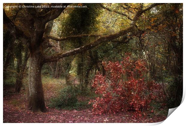 Autumn Colours Print by Christine Lake