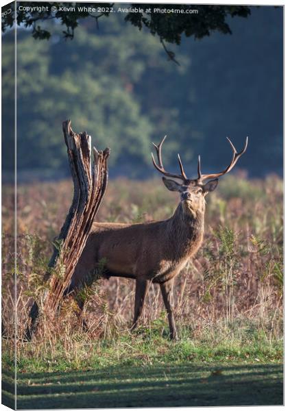 I am nearly as tall as that old tree stump Canvas Print by Kevin White