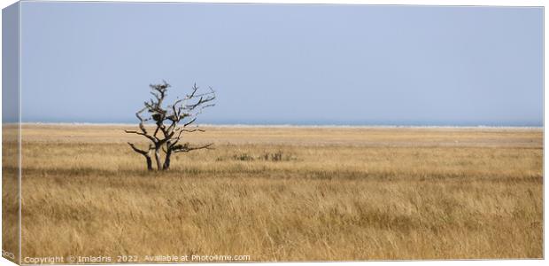 Lone Tree, Ottenbylund, Öland, Sweden Canvas Print by Imladris 