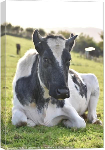 A cow laying down on top of a grass covered field Canvas Print by Ruth Williams