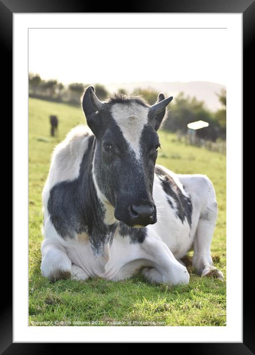 A cow laying down on top of a grass covered field Framed Mounted Print by Ruth Williams