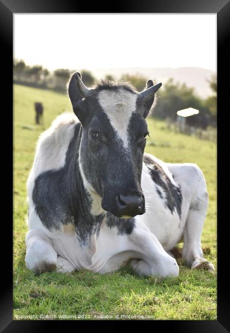 A cow laying down on top of a grass covered field Framed Print by Ruth Williams
