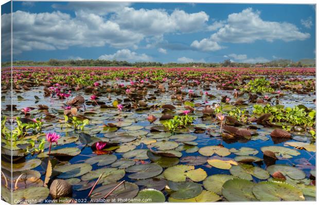 Lotus flowers, Thale Noi Lake, Phattalung, Thailand Canvas Print by Kevin Hellon