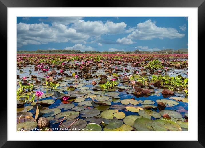 Lotus flowers, Thale Noi Lake, Phattalung, Thailand Framed Mounted Print by Kevin Hellon