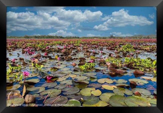 Lotus flowers, Thale Noi Lake, Phattalung, Thailand Framed Print by Kevin Hellon