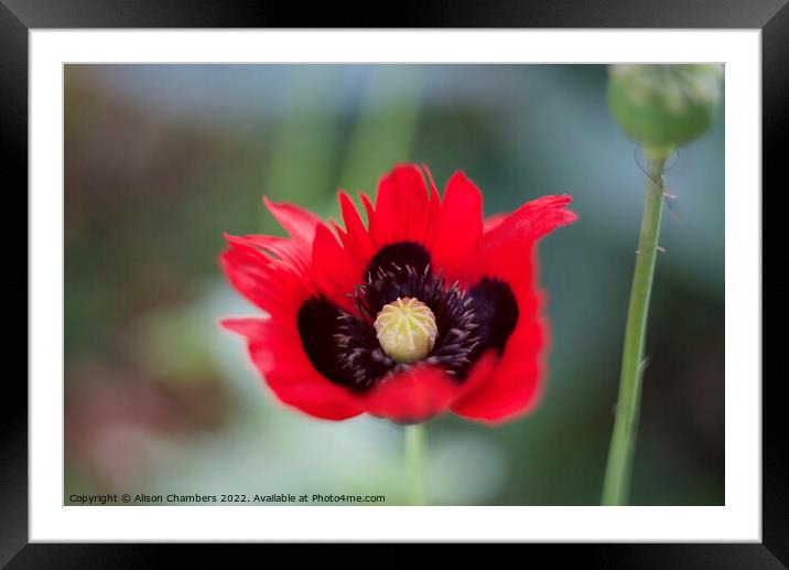 Poppy Flower Framed Mounted Print by Alison Chambers