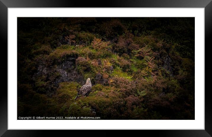 White-Tailed Eagle: Scotland's Sky Titan Framed Mounted Print by Gilbert Hurree