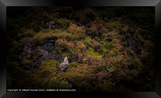 White-Tailed Eagle: Scotland's Sky Titan Framed Print by Gilbert Hurree