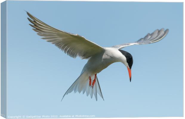 Common Tern looking down Canvas Print by GadgetGaz Photo